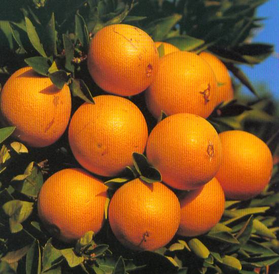 Апельсин сладкий 